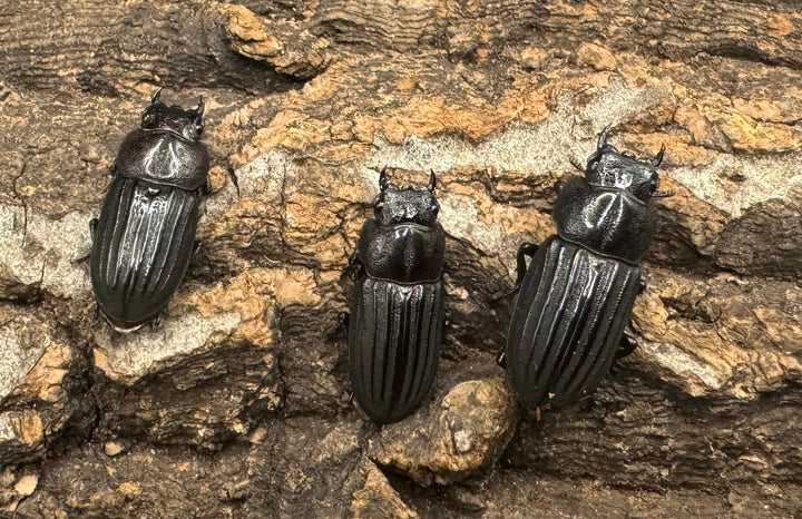 《モートゥオセスジ原名亜種 ♂♀♀♀》