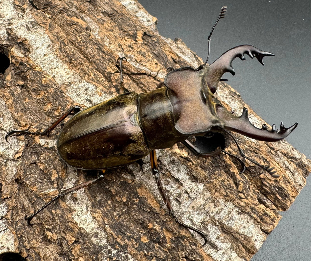 【WF1】《ミヤマクワガタ 滋賀産 ペア》