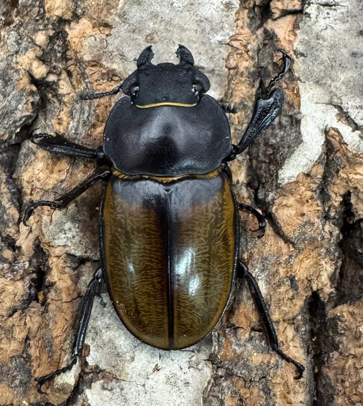 【WD】《キプルツヤクワガタ 58mm ペア》