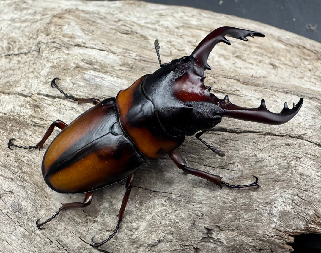 《ミラビリスノコギリクワガタ 63mm ペア》