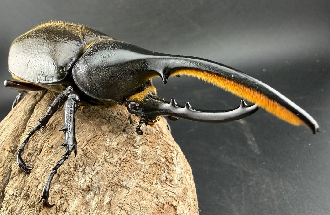 《 ヘラクレス・モリシマイ 108mm ペア》