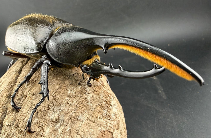 《 ヘラクレス・モリシマイ 108mm ペア》