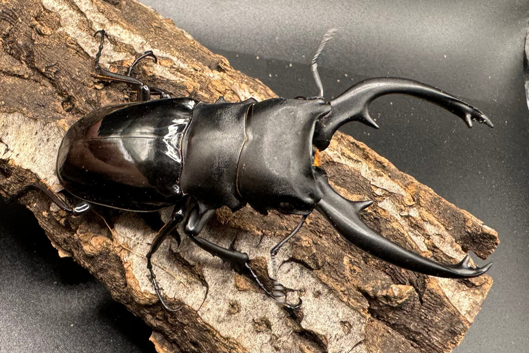 【WD】《インターメディアツヤクワガタ 89mm ペア》