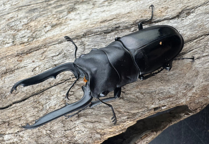 【WD】《ブッダノコギリ ミンダナオ産 53mm ペア》