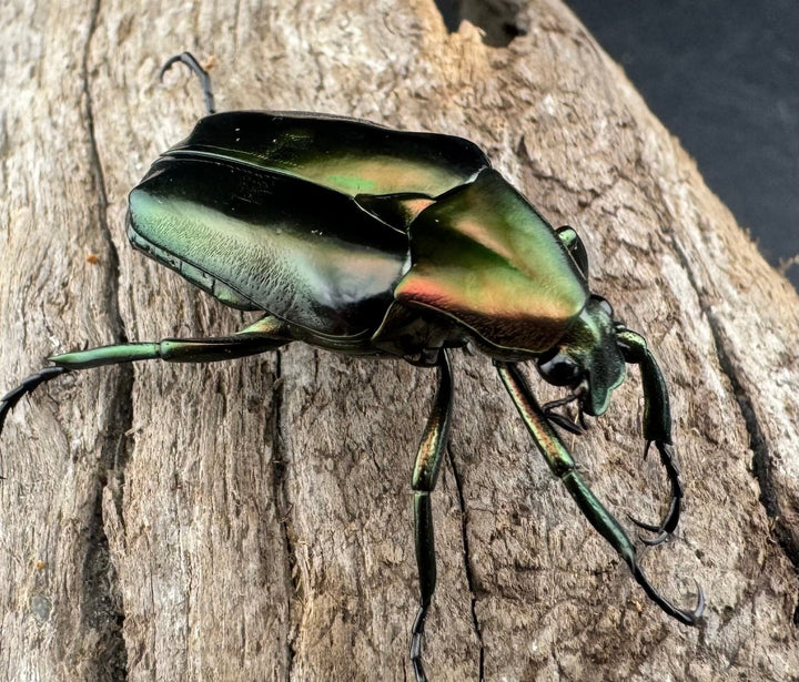 《ロドリゲストゲアシハナムグリ Free ペア》