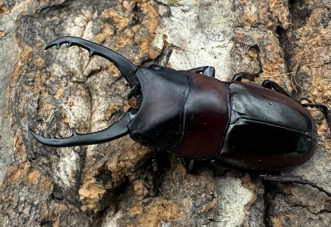 【WD】《ドルサリスノコギリ原名亜種 イロコスノルテ産 49mm ペア》