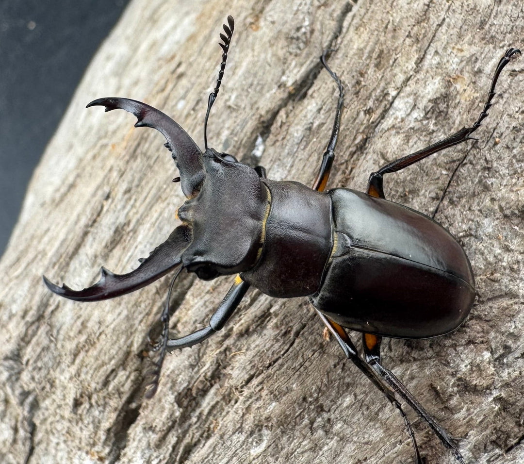 【WD】《シセンミヤマクワガタ 36mm ♂♀♀トリオ》