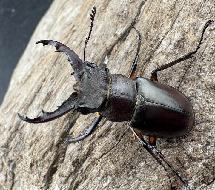 【WD】《シセンミヤマクワガタ 36mm ♂♀♀トリオ》