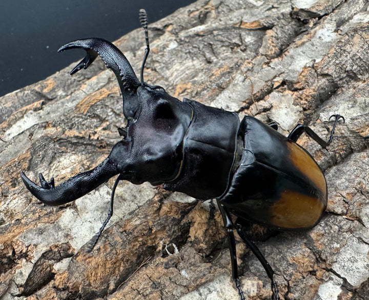 【WD】《セアカフタマタ（パリーフタマタ） 81mm ペア》