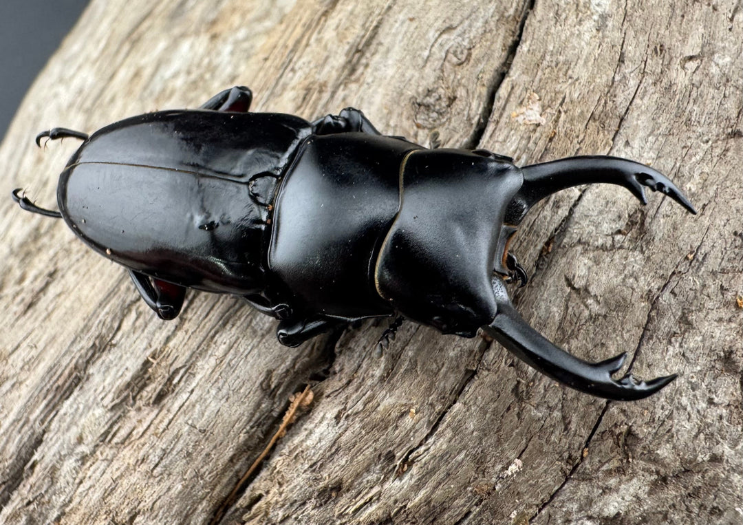 【WD】《アカアシクワガタ亜種miyamai 47mm ペア》