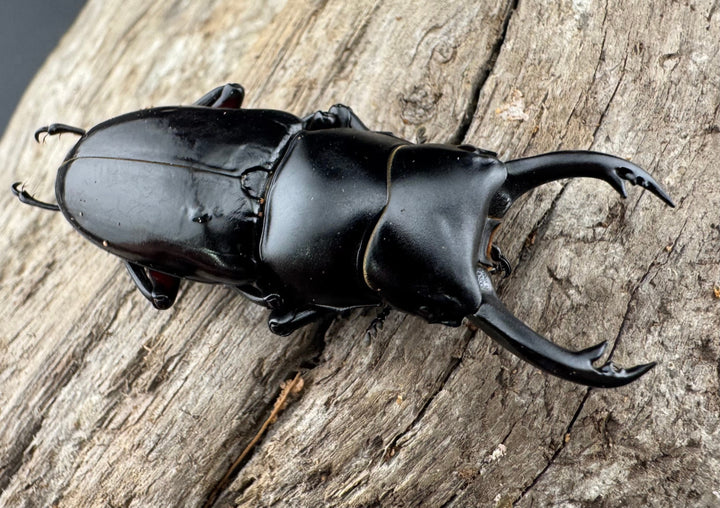 【WD】《アカアシクワガタ亜種miyamai 47mm ペア》