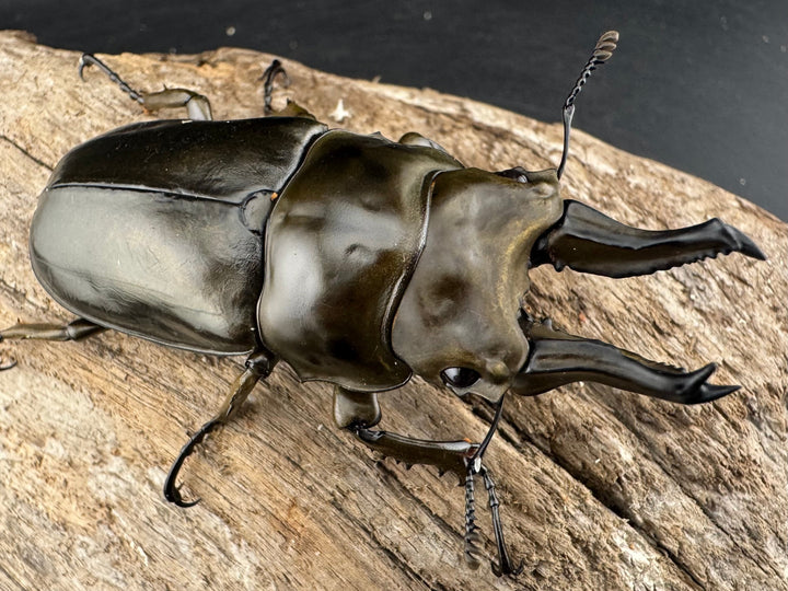 《ローゼンベルグオウゴンオニクワガタ 67mm ♂単》