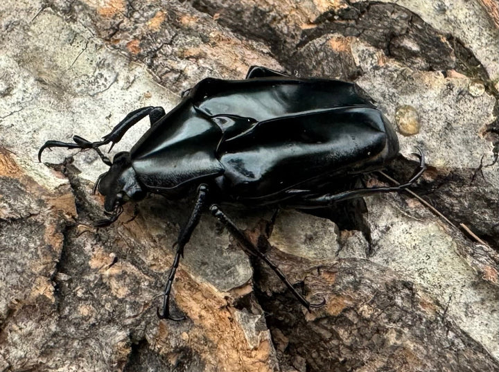 《クロツヤトゲアシハナムグリ A’品ペア》