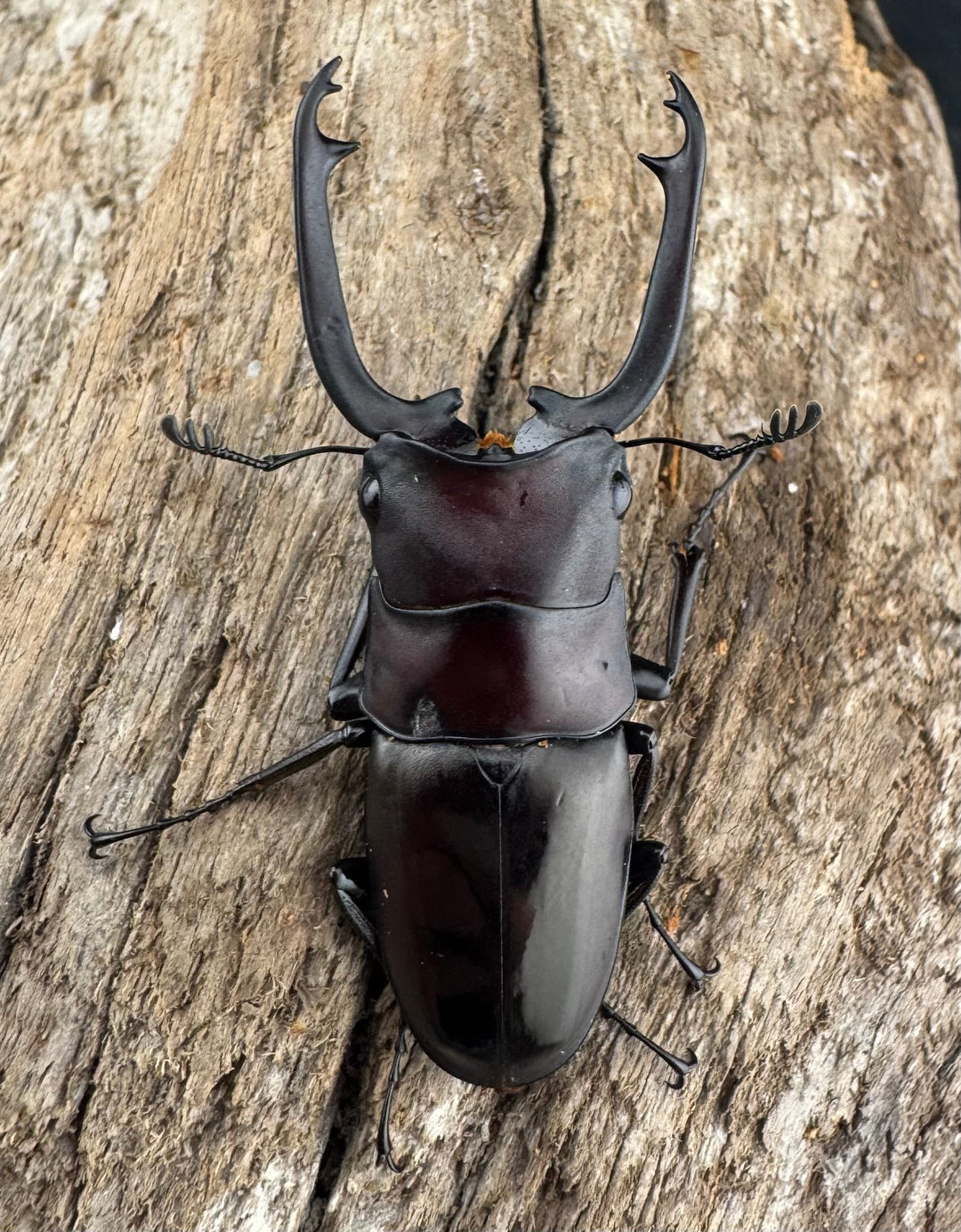 【WD】《ブッダノコギリ フィリピン北部亜種 45.5mm ペア》