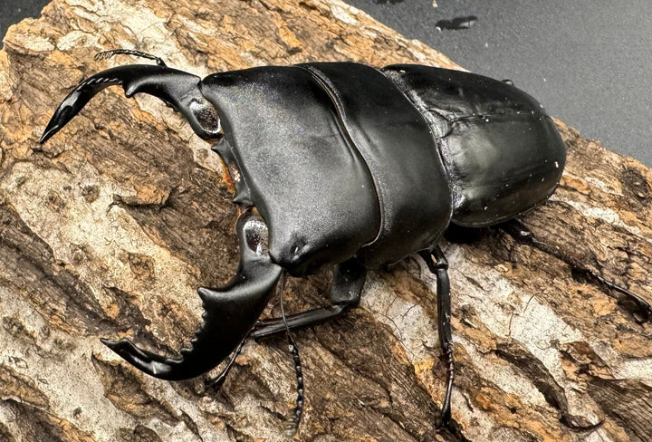 【WD】《東ジャワ産 ダイオウヒラタ 76mm ペア》