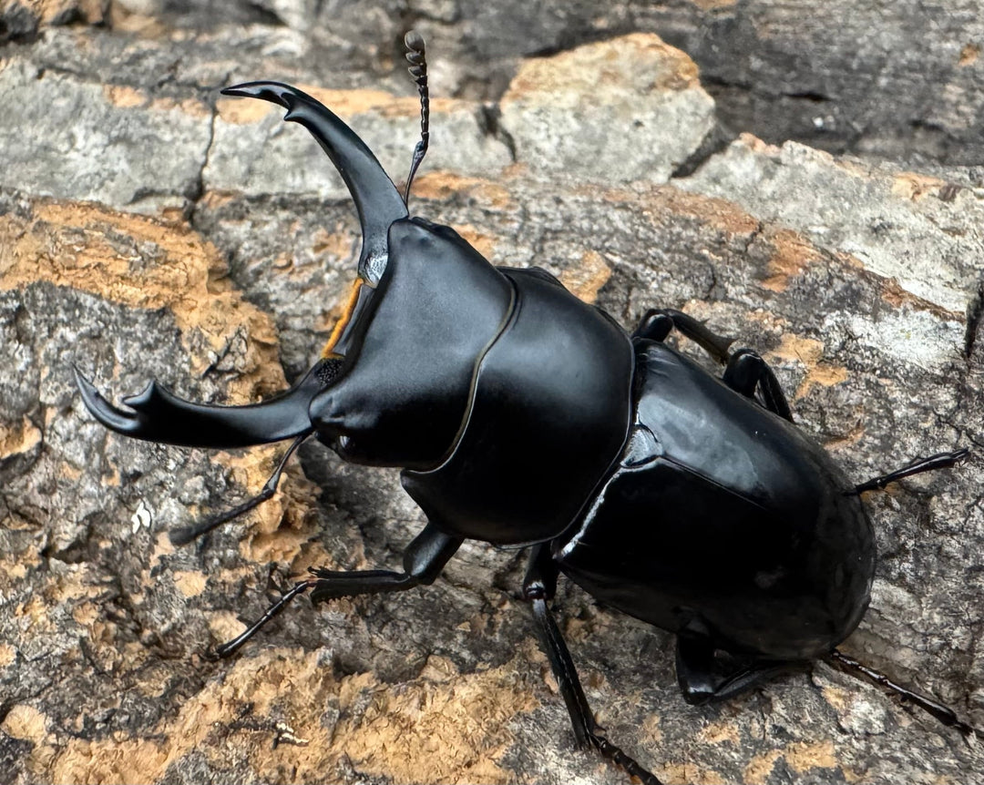 【WD】《セメノウコクワ 雅安産 39mm ペア》