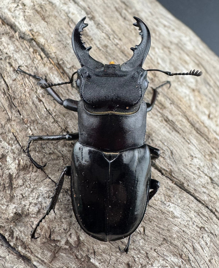 【WF1】《クリイロミヤマ 秀林郷産 44mm ペア》