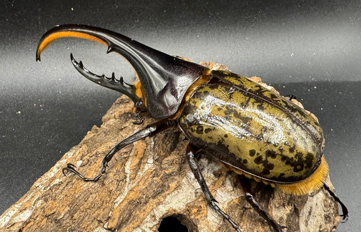 《ヘラクレス・ヘラクレス 125mm ペア》