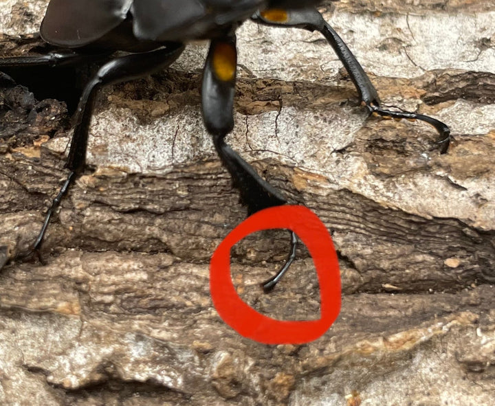 【WD】《チュウゴクマルバネクワガタ原名亜種 36.5mm A’ペア》