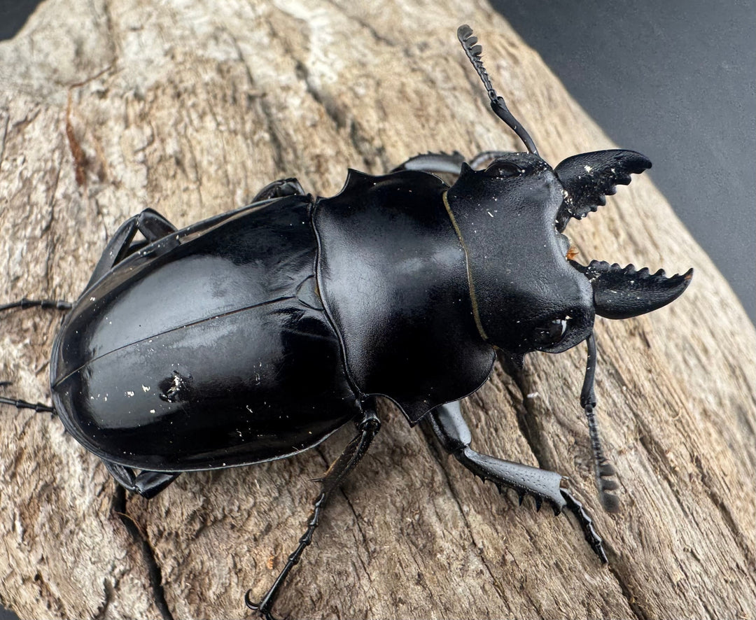 【WD】《シヴァツヤクワガタ ラオス産 49mm A’品ペア》