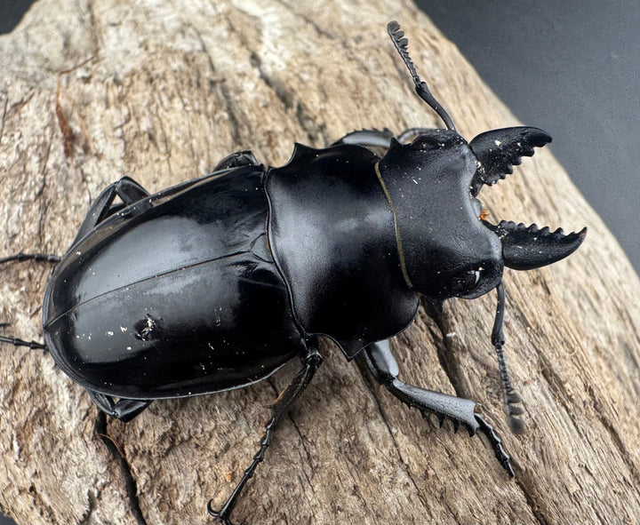 【WD】《シヴァツヤクワガタ ラオス産 49mm A’品ペア》