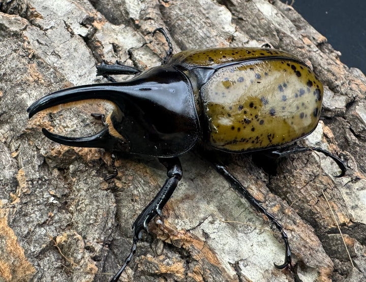 【WF2】《モロンオオカブト 72mm ペア》