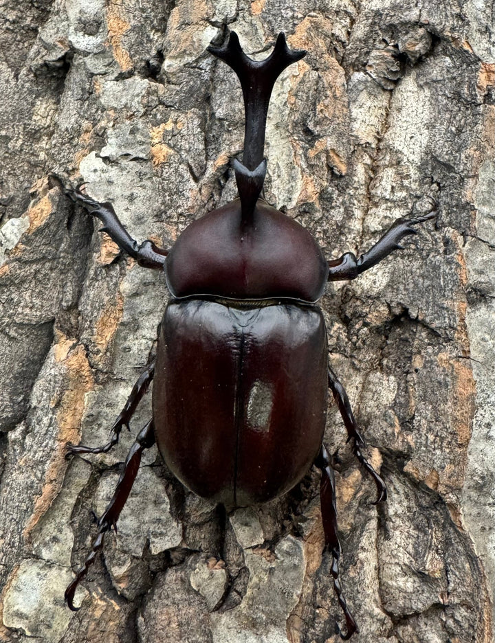 特別特価!!《ヤマトカブトムシ 八王子産 ペア》