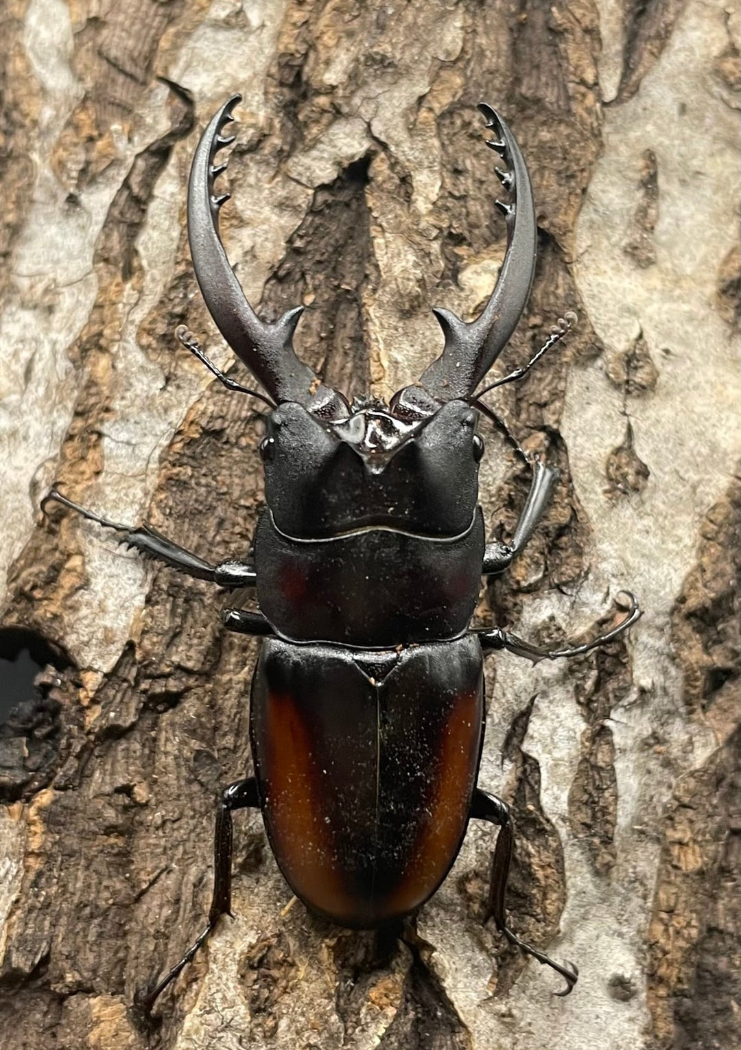 《レニノコギリ 紋あり 56mm ペア》①