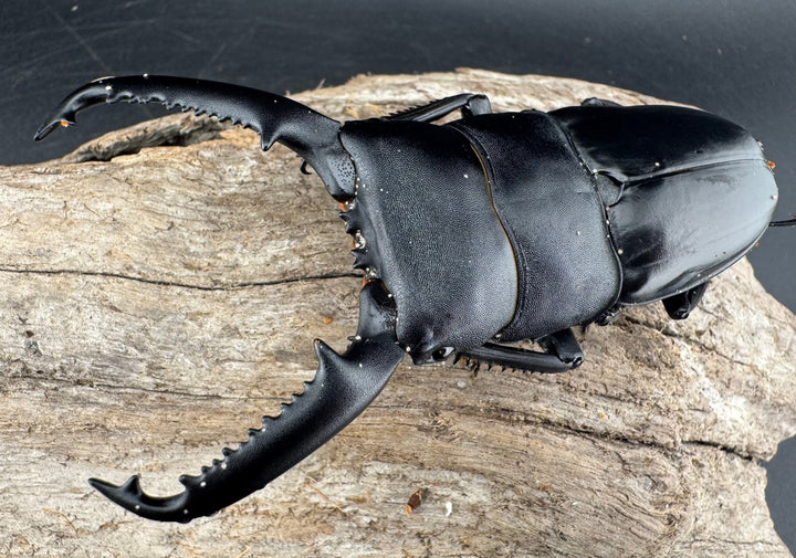 【WD】《パラワンオオヒラタ 95mm ペア》