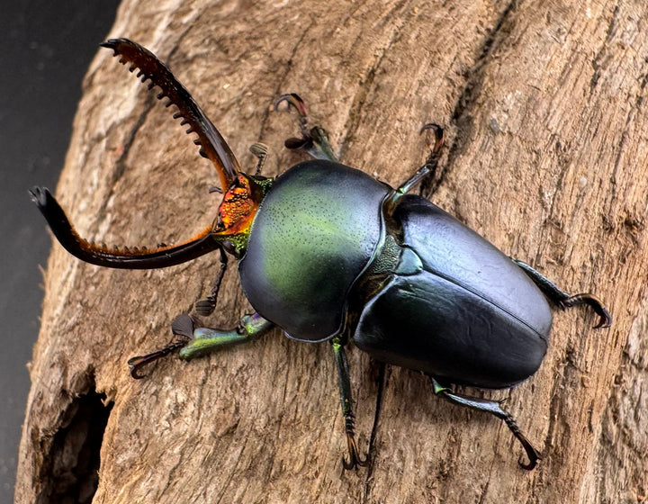 《パプアキンイロクワガタ 38mm ペア》