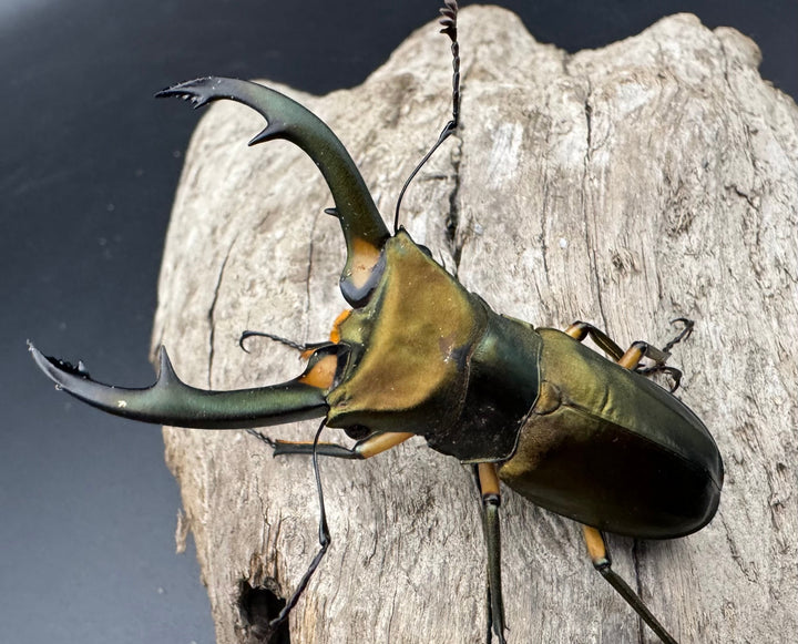 【美麗】《エラフスホソアカ 65mm ペア》