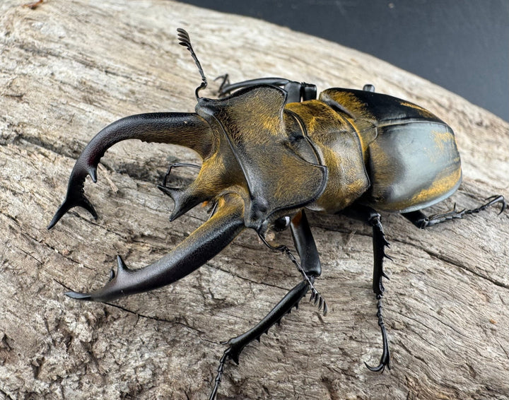 【WD】《フルキフェルミヤマ 67mm ペア》