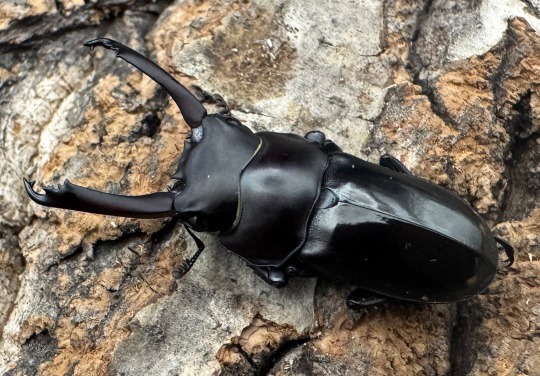 【WF1】《ビシグナートゥスコクワ APDV産 38mm ペア》Moro氏ブリード個体