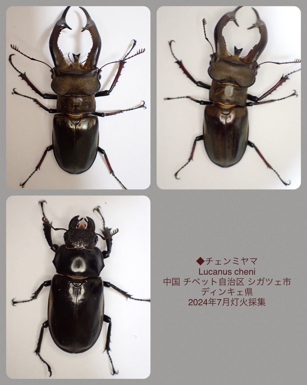 【WD】《チェンミヤマ 69.5mm ペア》