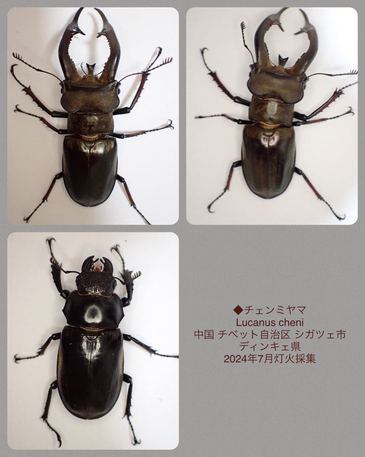 【WD】《チェンミヤマ 69.5mm ペア》