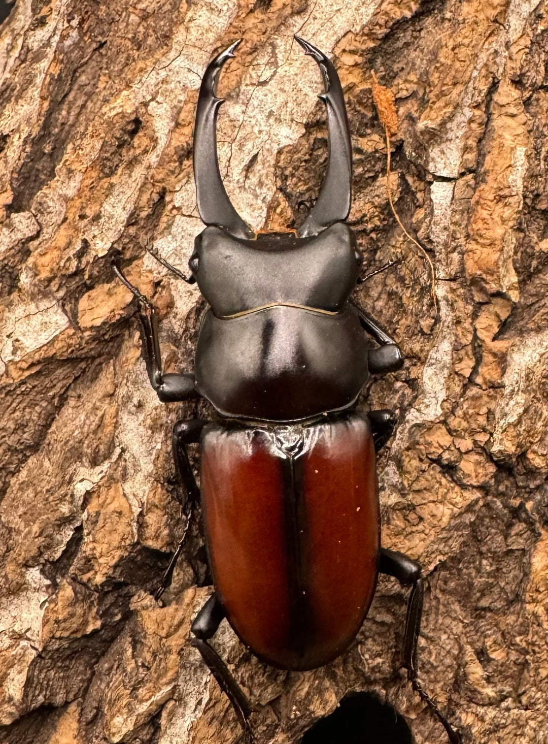 【WD】《マクレイコクワ 57mm ♂♀♀トリオ》