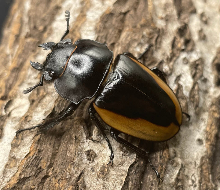 【WD】《クベラツヤクワガタ亜種fallaciosa 64mm ♂♀♀トリオ》