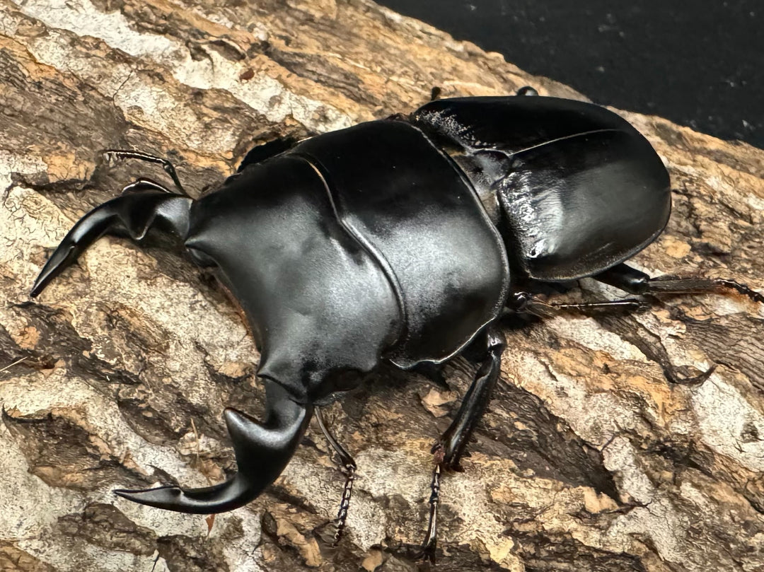 《インドグランディス亜種moriyai Garda95.0血統 70mm ペア》Soul氏ブリード個体