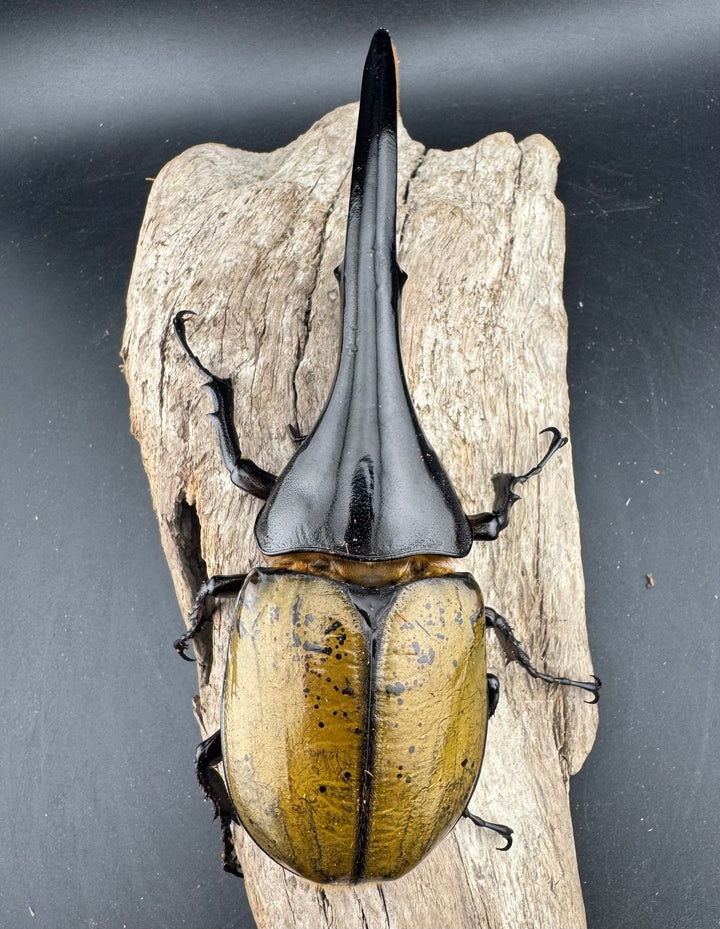 《ヘラクレス・ヘラクレス 152mm ペア》