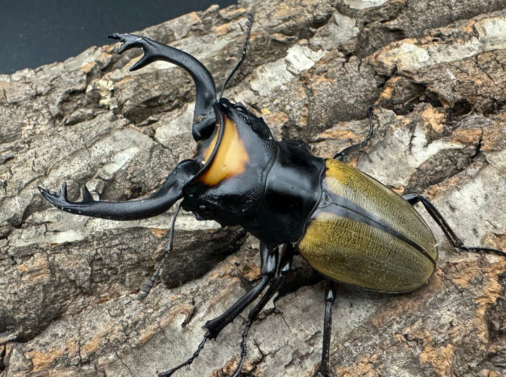 【WD】《ラコダールツヤクワガタ 76mm ペア》