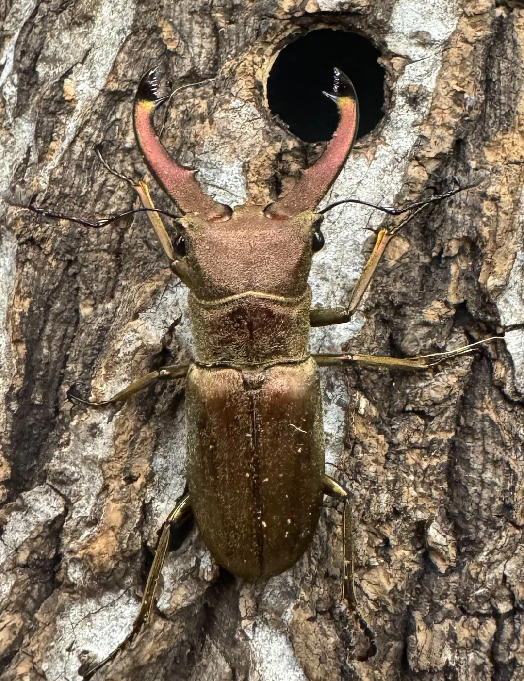 【WD】《クプレオニテンスホソアカ 43mm ペア》