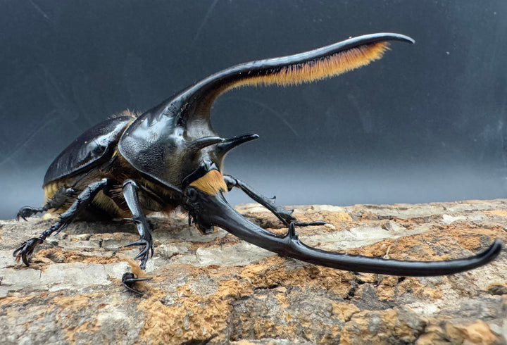 《ネプチューンオオカブト 118mm A'品ペア》