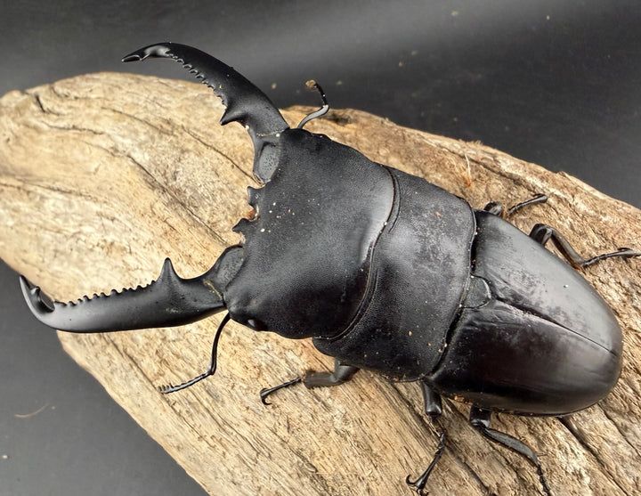 【WD】《パラワンオオヒラタ ガントン産 98mm ペア》