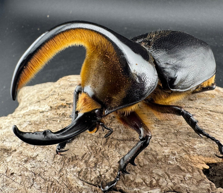 《サタンオオカブト 90mm ペア》inohiro109氏ブリード個体