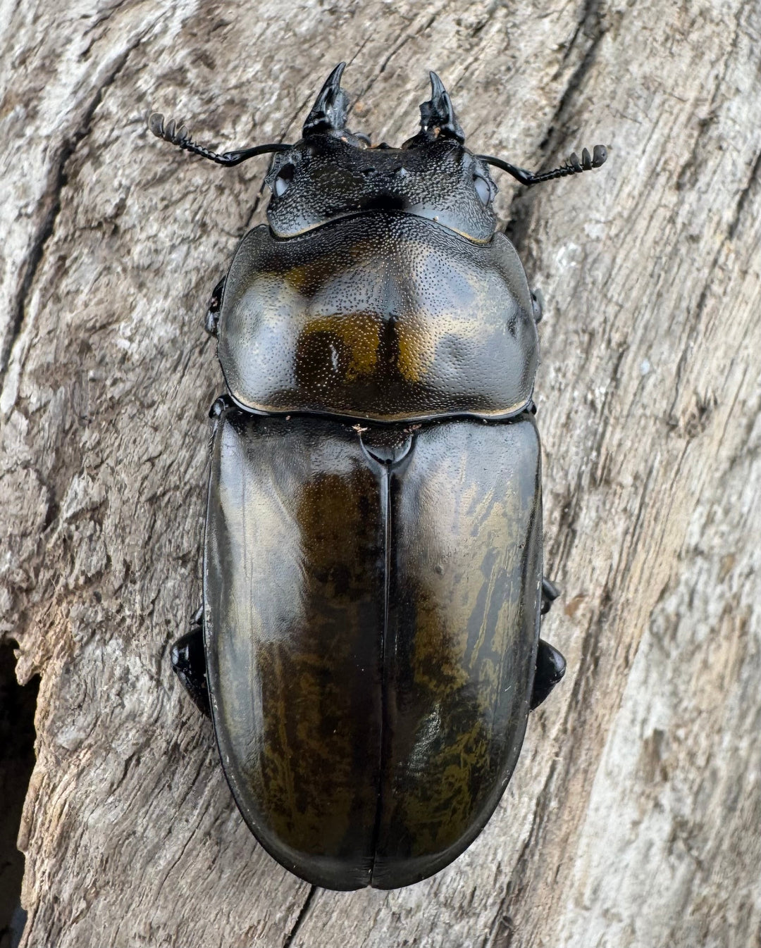 【F0】《ローゼンベルグオウゴンオニクワガタ 72mm ペア》