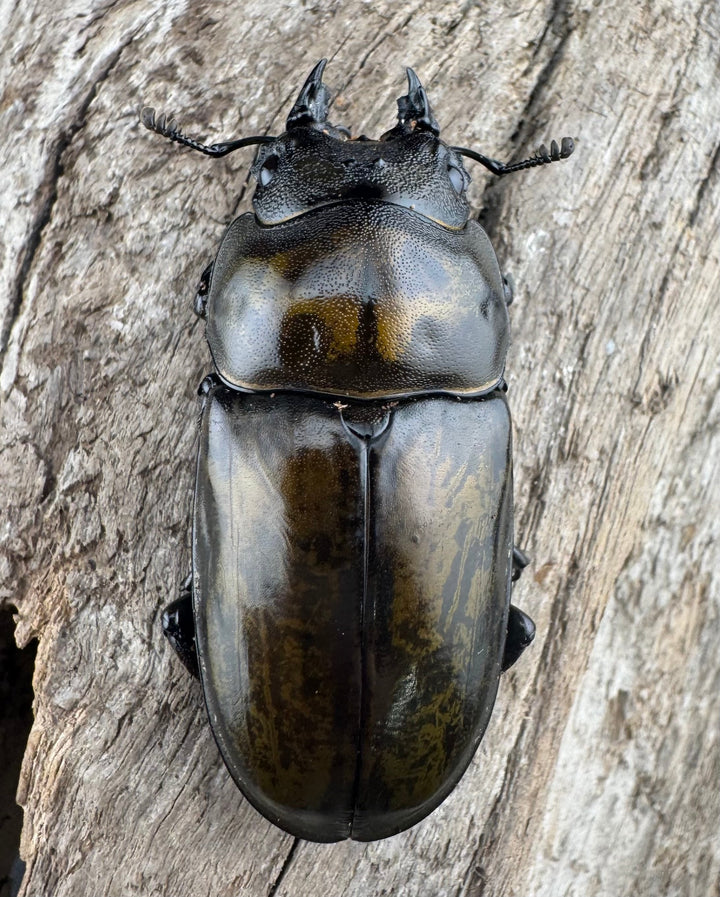 【F0】《ローゼンベルグオウゴンオニクワガタ 72mm ペア》