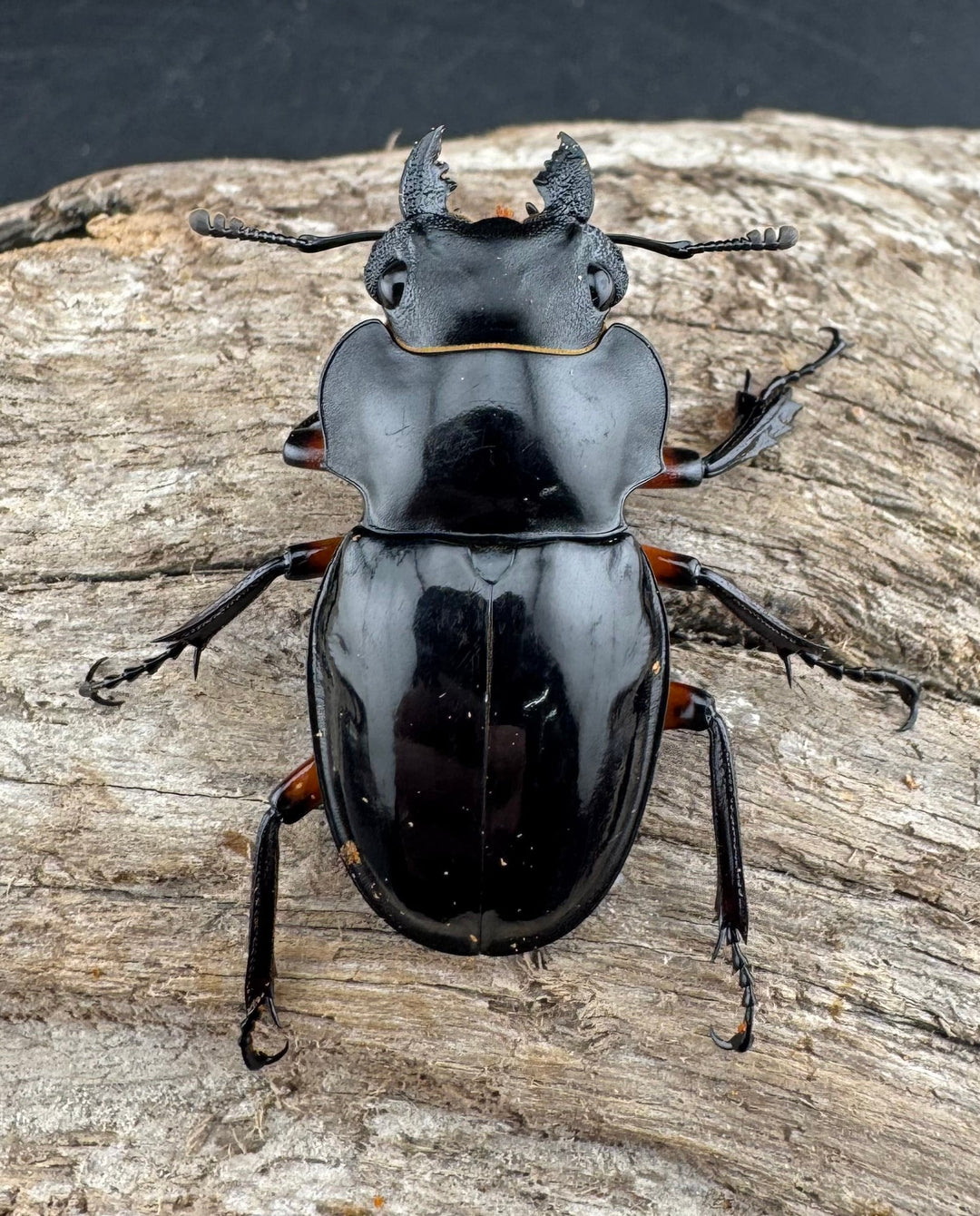 【WD】《インペリアリスツヤ亜種komorii リサル産 67mm ペア》