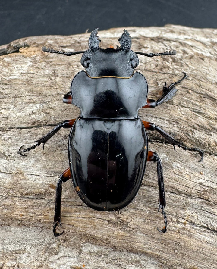 【WD】《インペリアリスツヤ亜種komorii リサル産 67mm ペア》