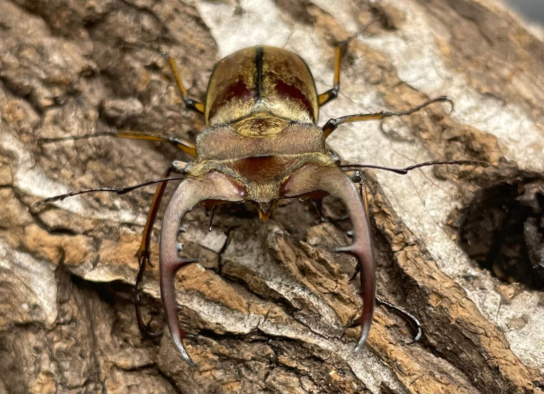 【WD】《デランミヤマクワガタ原名亜種 43mm ペア》