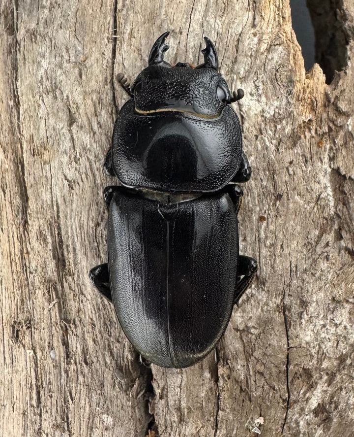 【WD】《ブルーダンヒラタクワガタ 90mm ペア》